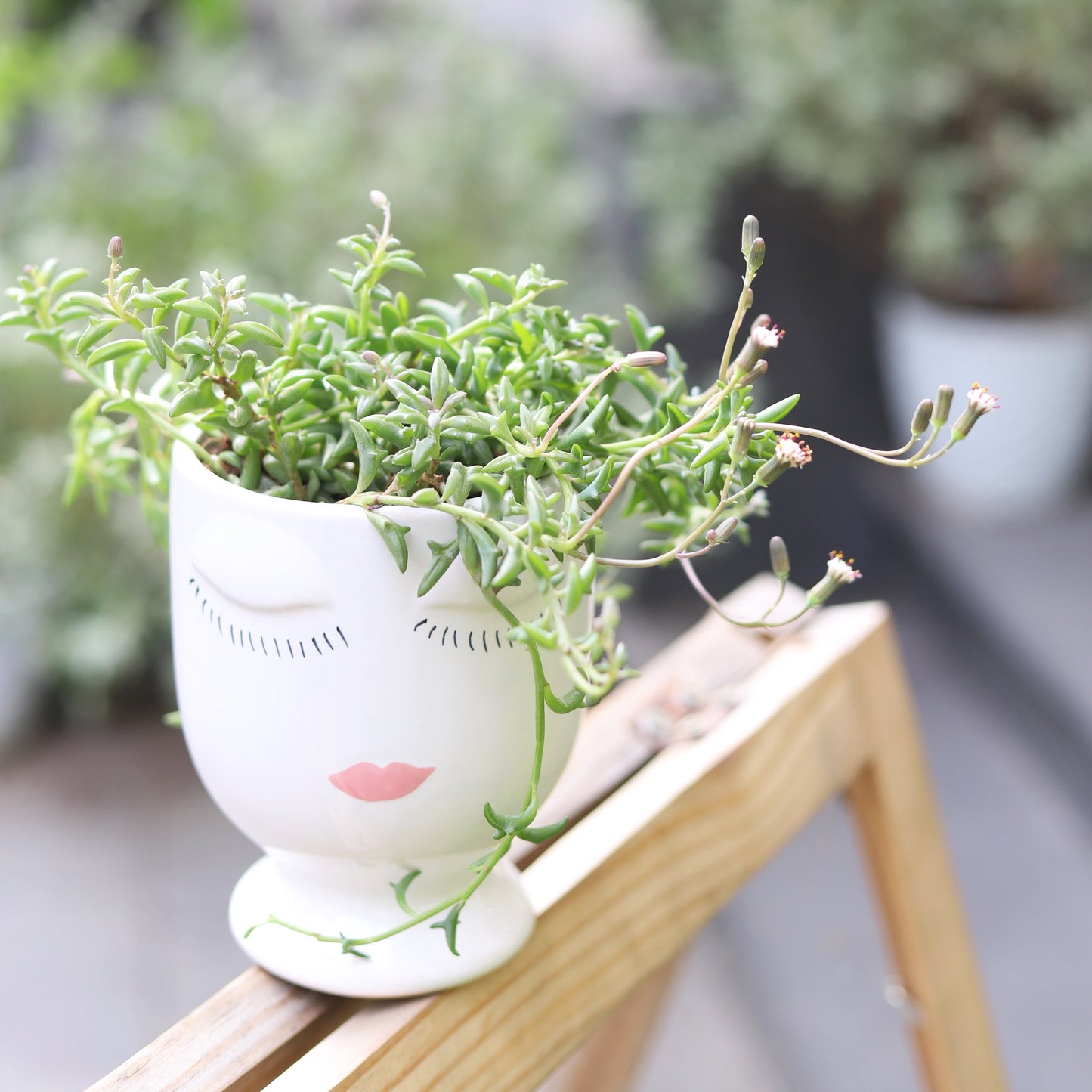 Beauty Pot