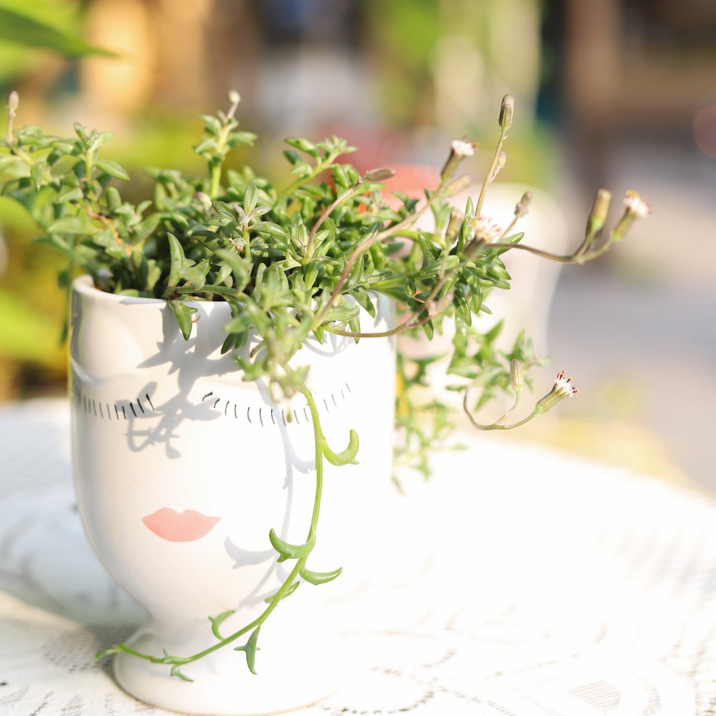 Beauty Pot