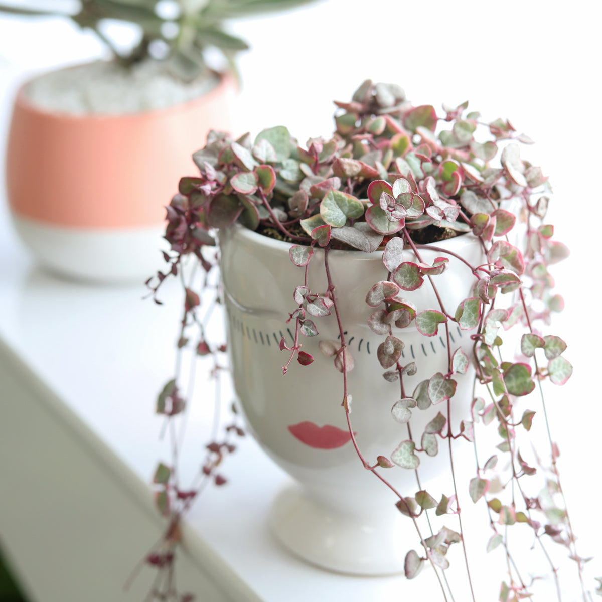 Beauty Pot