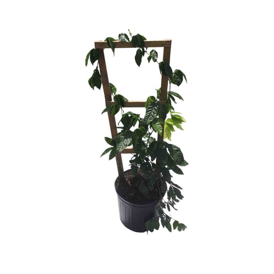 Black Pepper Plant Premium