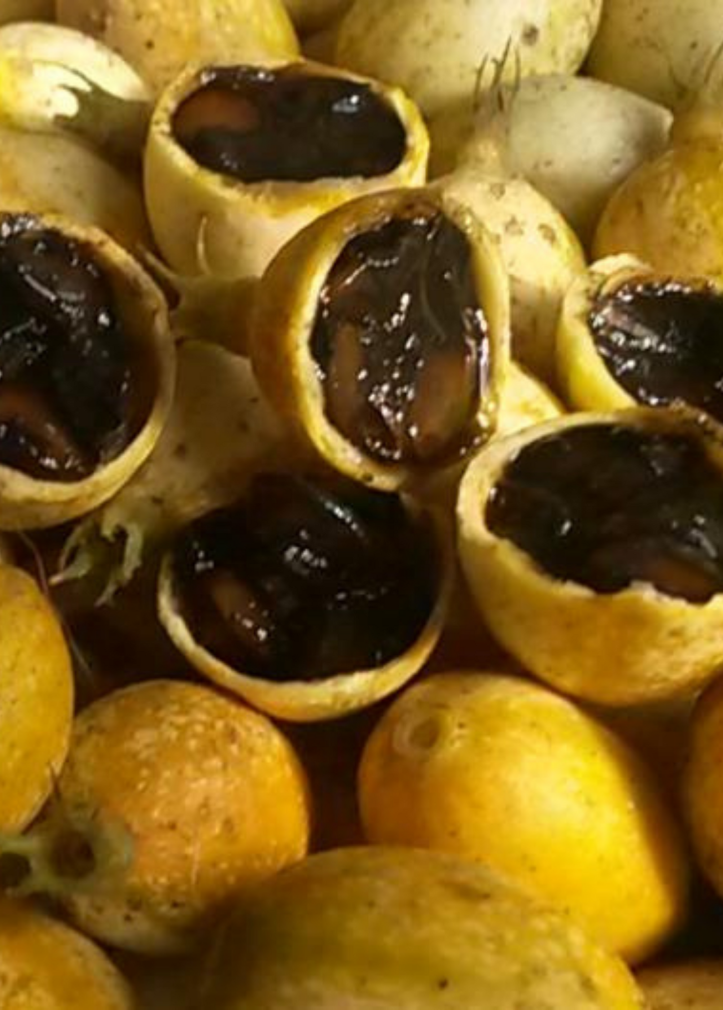 Blackberry Jam Fruit (Rosenbergiodendron formosum)