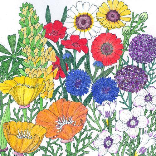 California Brilliant Wildflower Mix (lb)