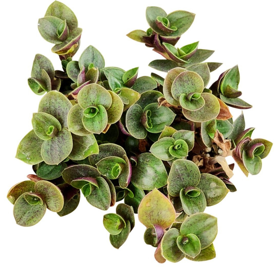 is callisia repens a succulent Callisia Repens Sedum (Turtle Vine) – Lovehopegrow