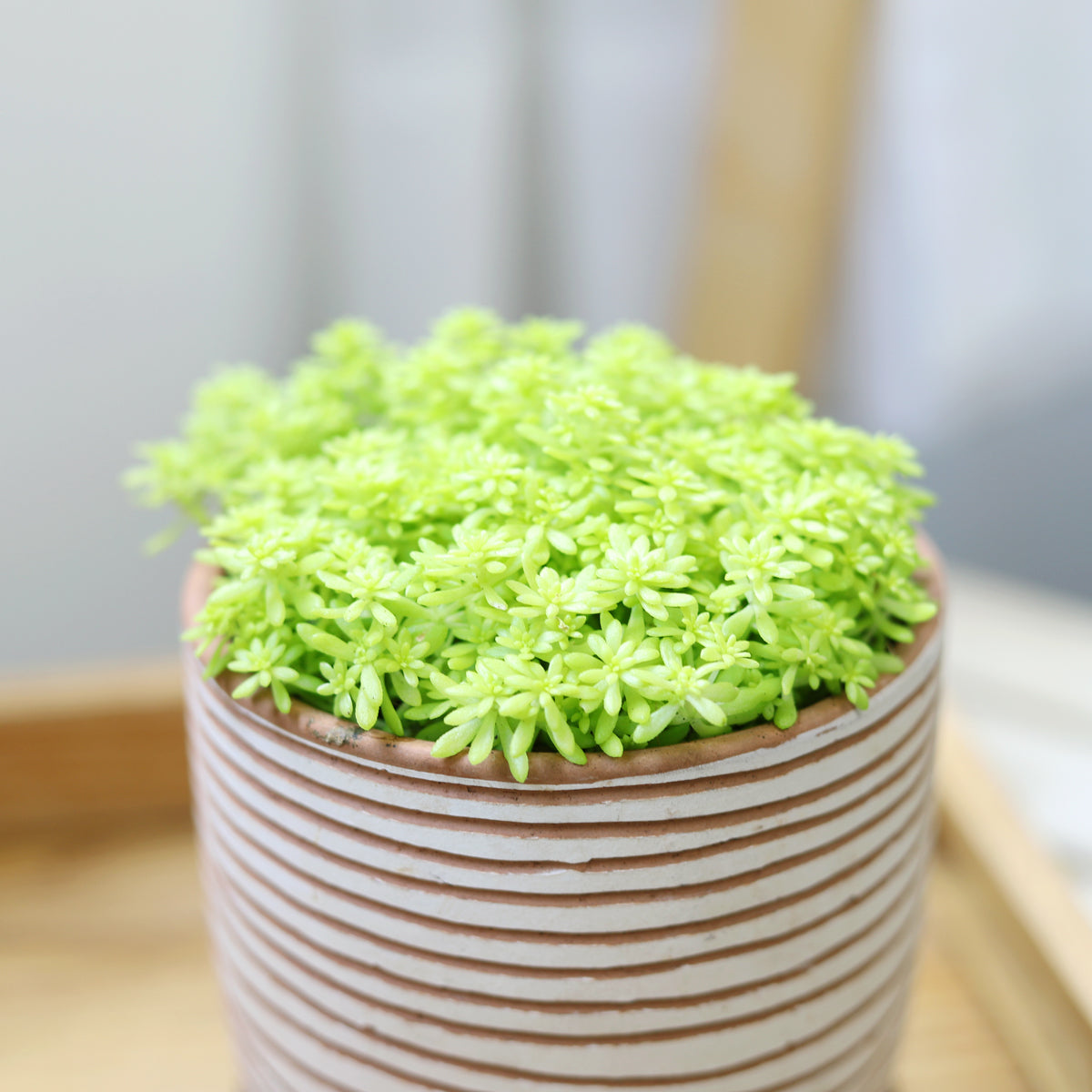 Clay White Stripes Pattern Pot