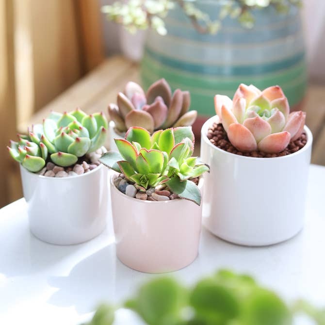 Plain Concrete Planter