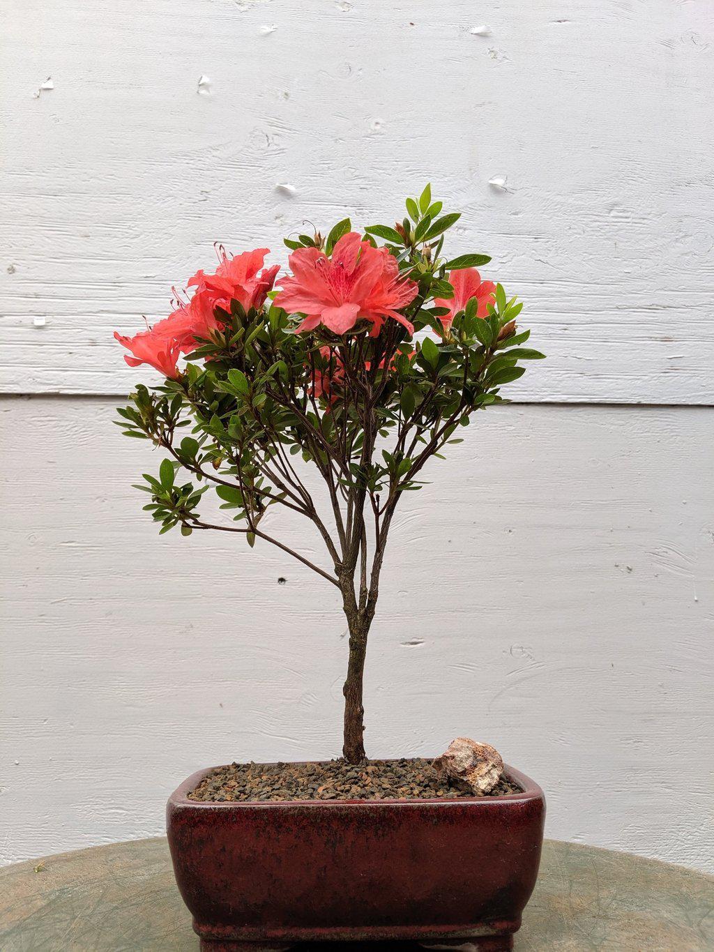 red flower bonsai tree Duc De Rohan Azalea Bonsai Tree – Lovehopegrow