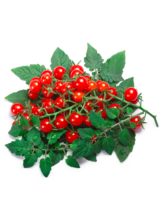 Everglades Tomato (Solanum pimpinellifolium)