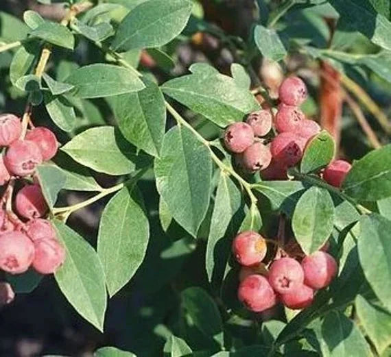Florida Rose Blueberry Plant