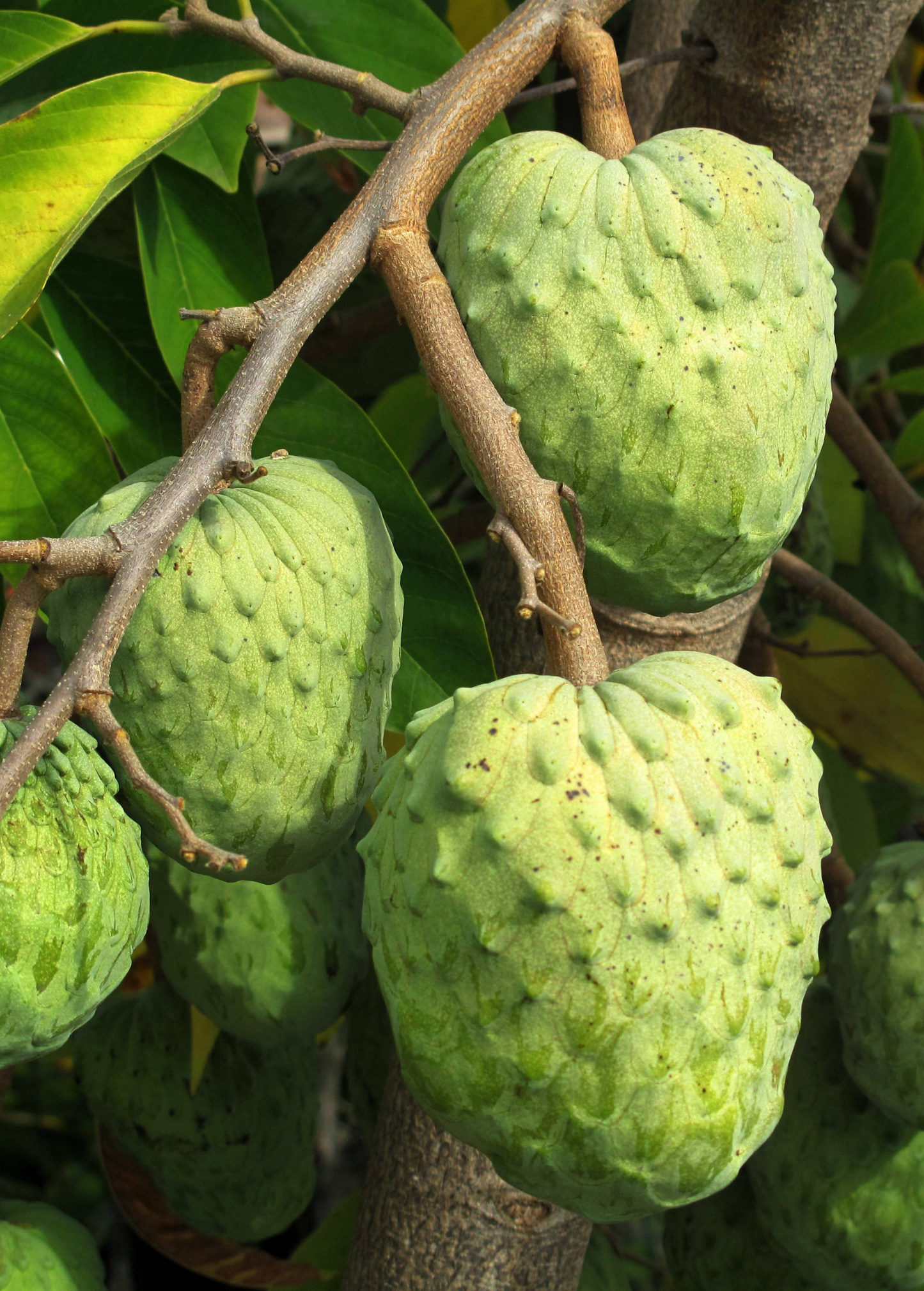 Atemoya 'Geffner' (Annona × atemoya)