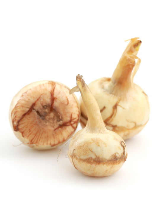 Guinea Arrowroot (Calathea allouia)