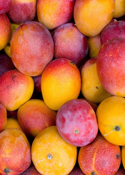 Mango 'Haden' (Mangifera indica)