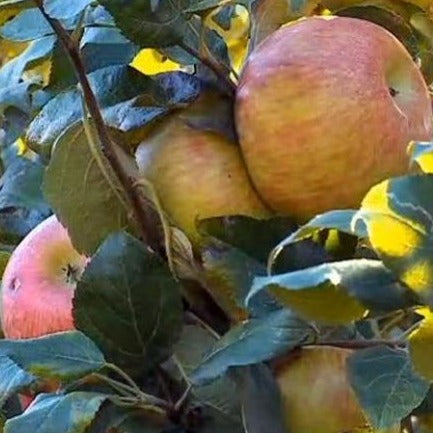 Apple Tree 'Honey Crisp' (Zones 3 to 7)