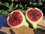 Strawberry Verte Fig (2 Cuttings)