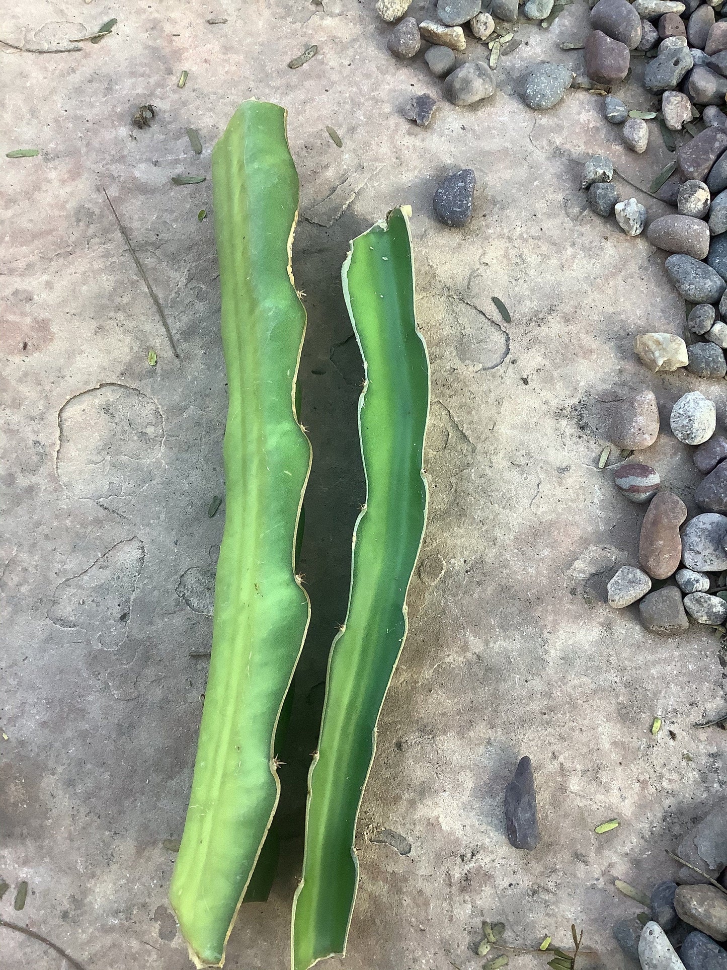 Dark Star Dragon Fruit Cactus (2 Cuttings)