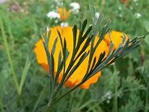 California Poppy