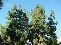 Canary Island Pine Tree (1 Gal.)