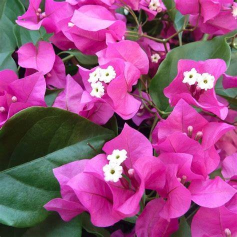 Barbara Karst Bougainvillea