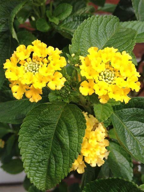 New Gold Lantana