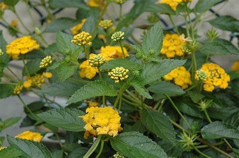 New Gold Lantana