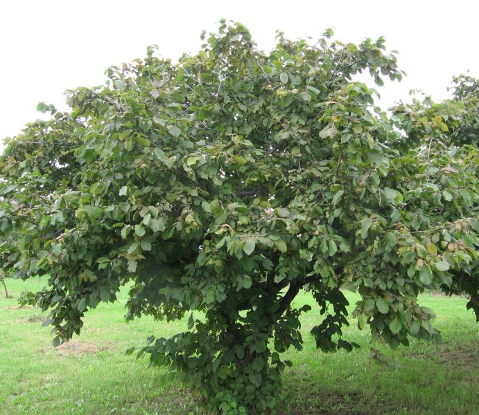 American Hazelnut