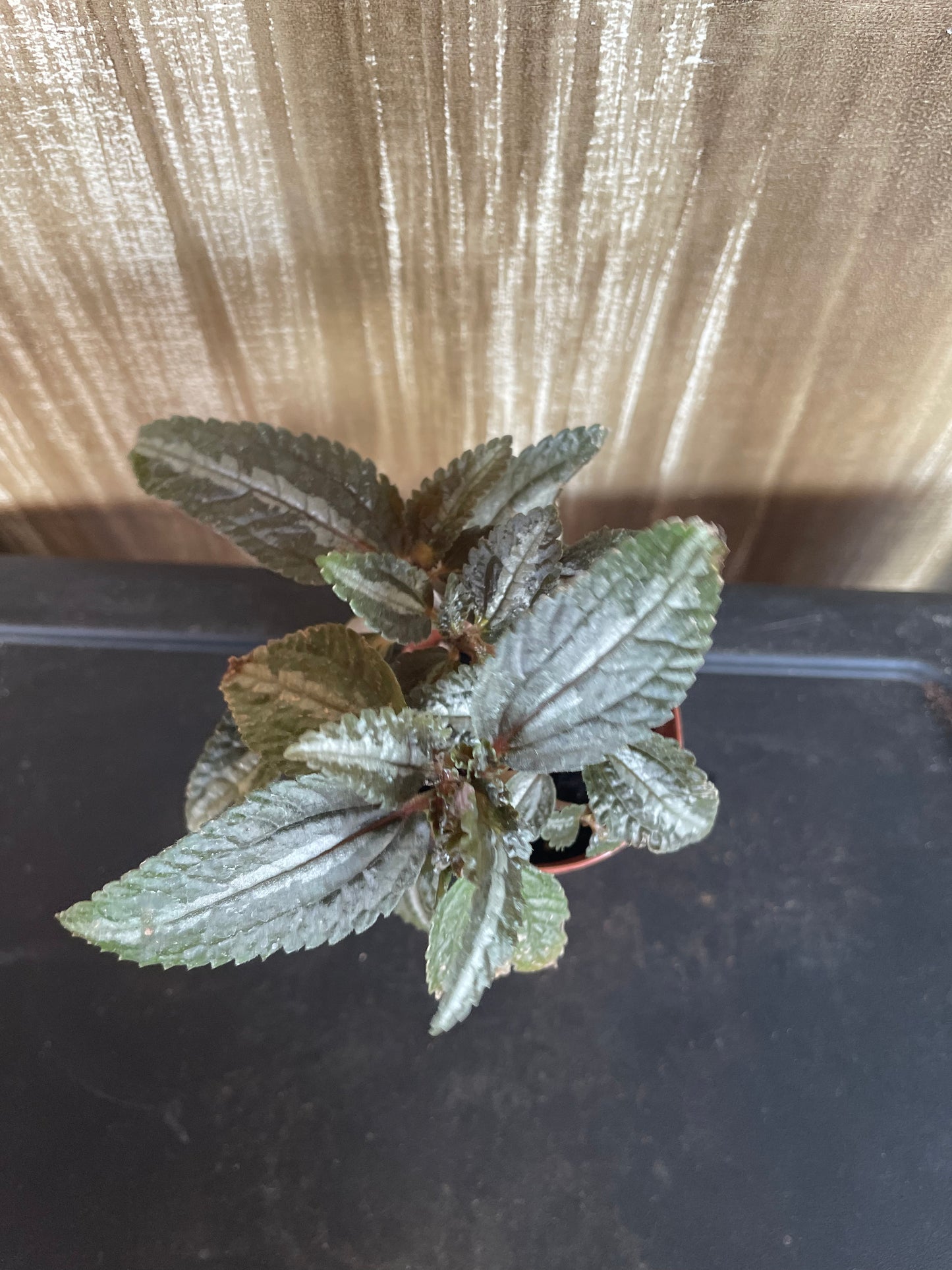 Silver Tree Pilea