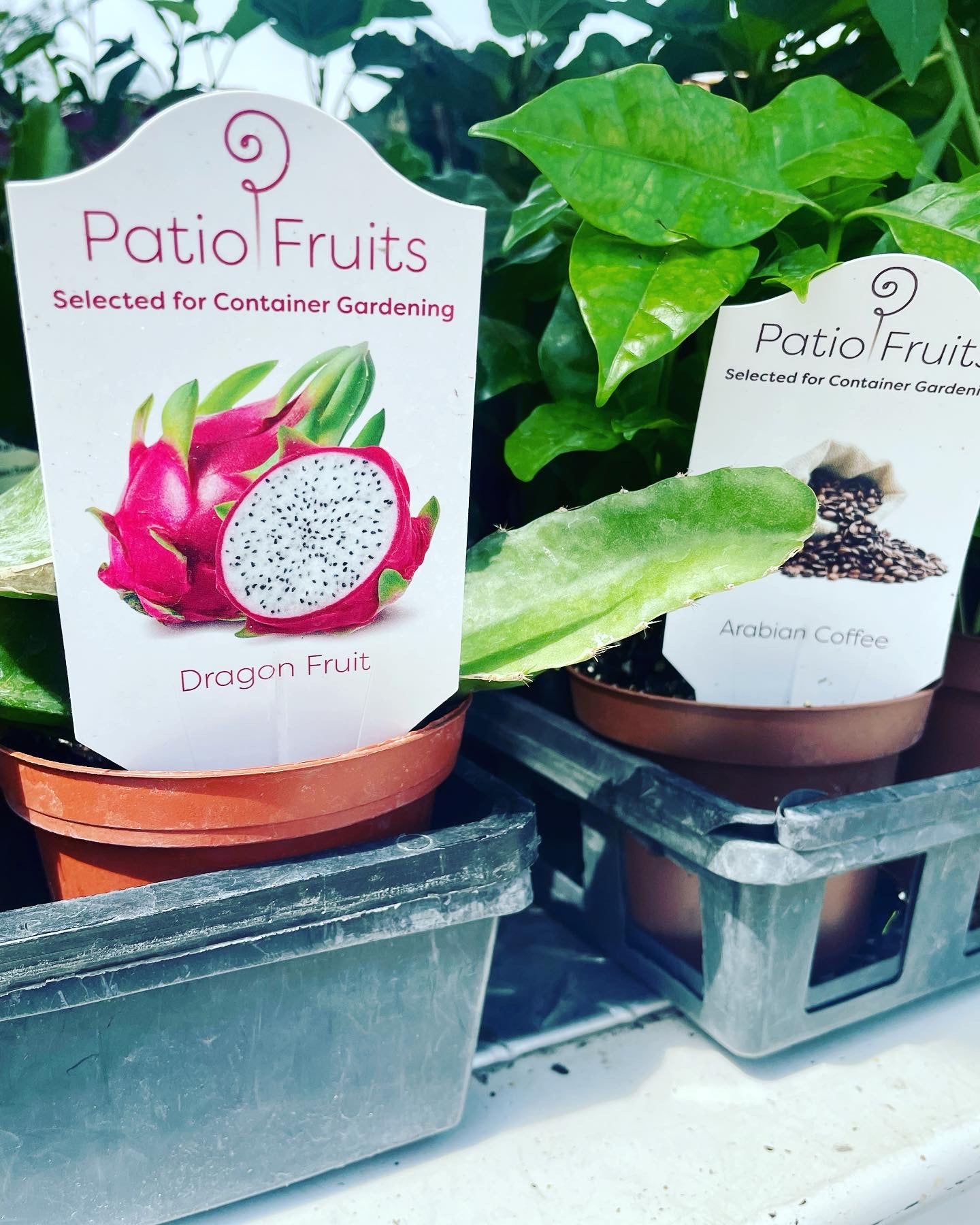 Patio fruits 2