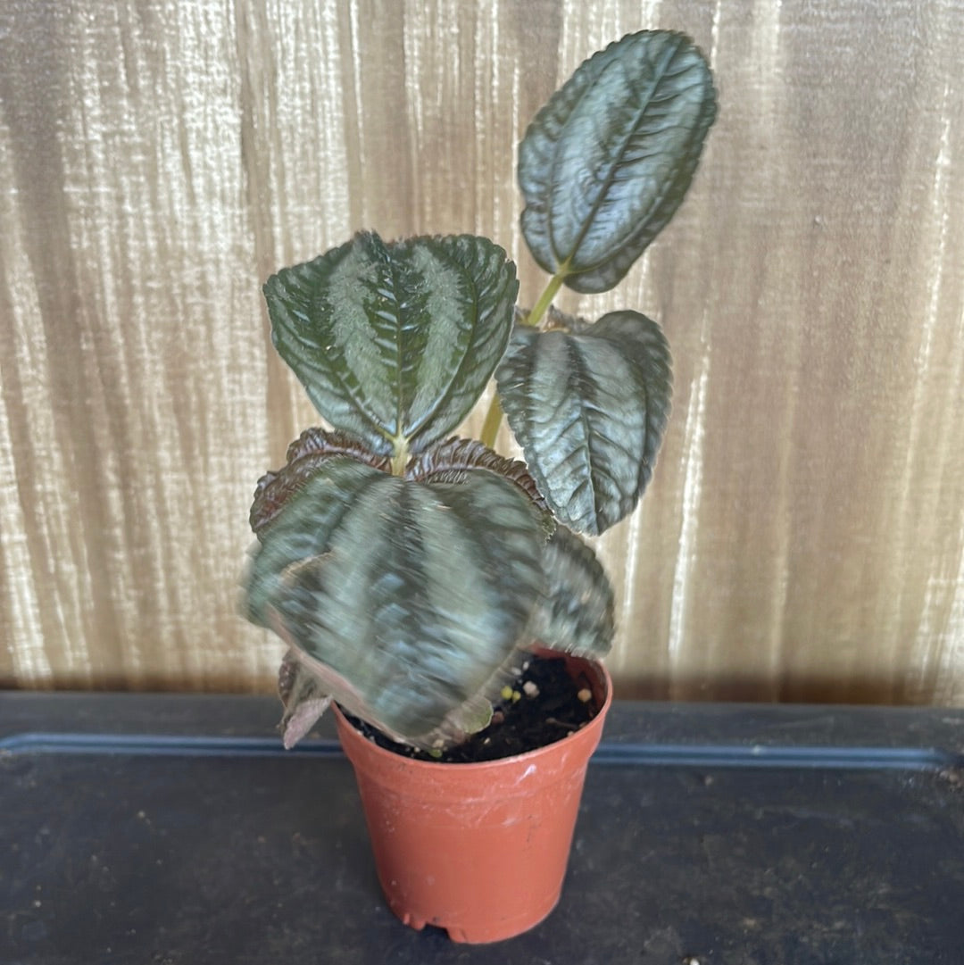 Pilea ‘Norfolk’