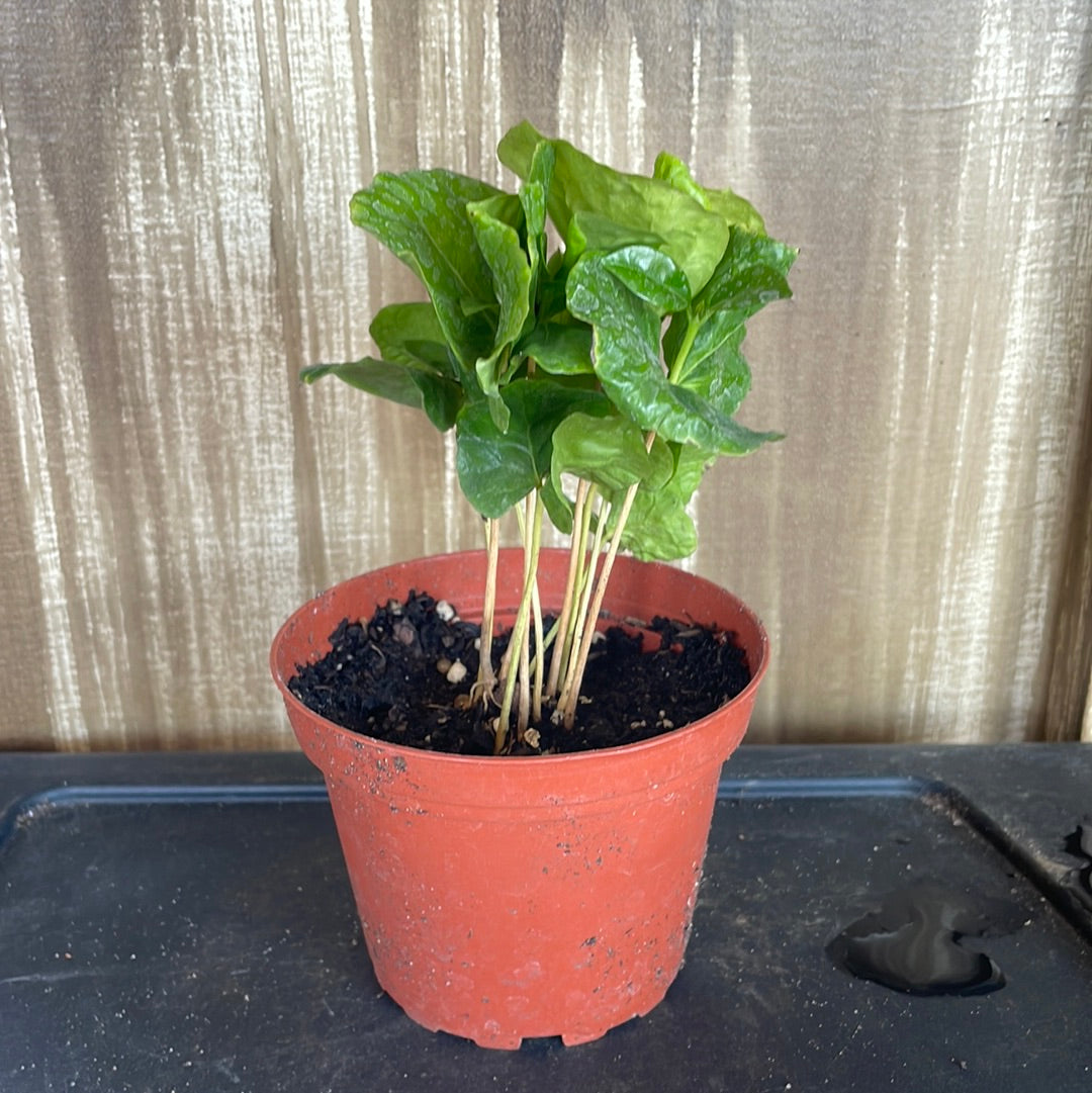 Coffea Arabica