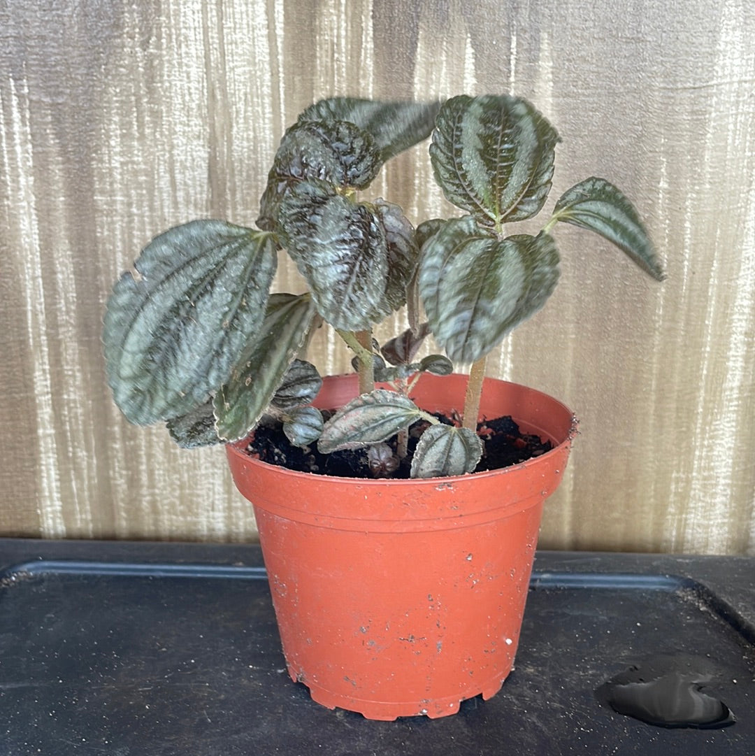 Pilea ‘Norfolk’