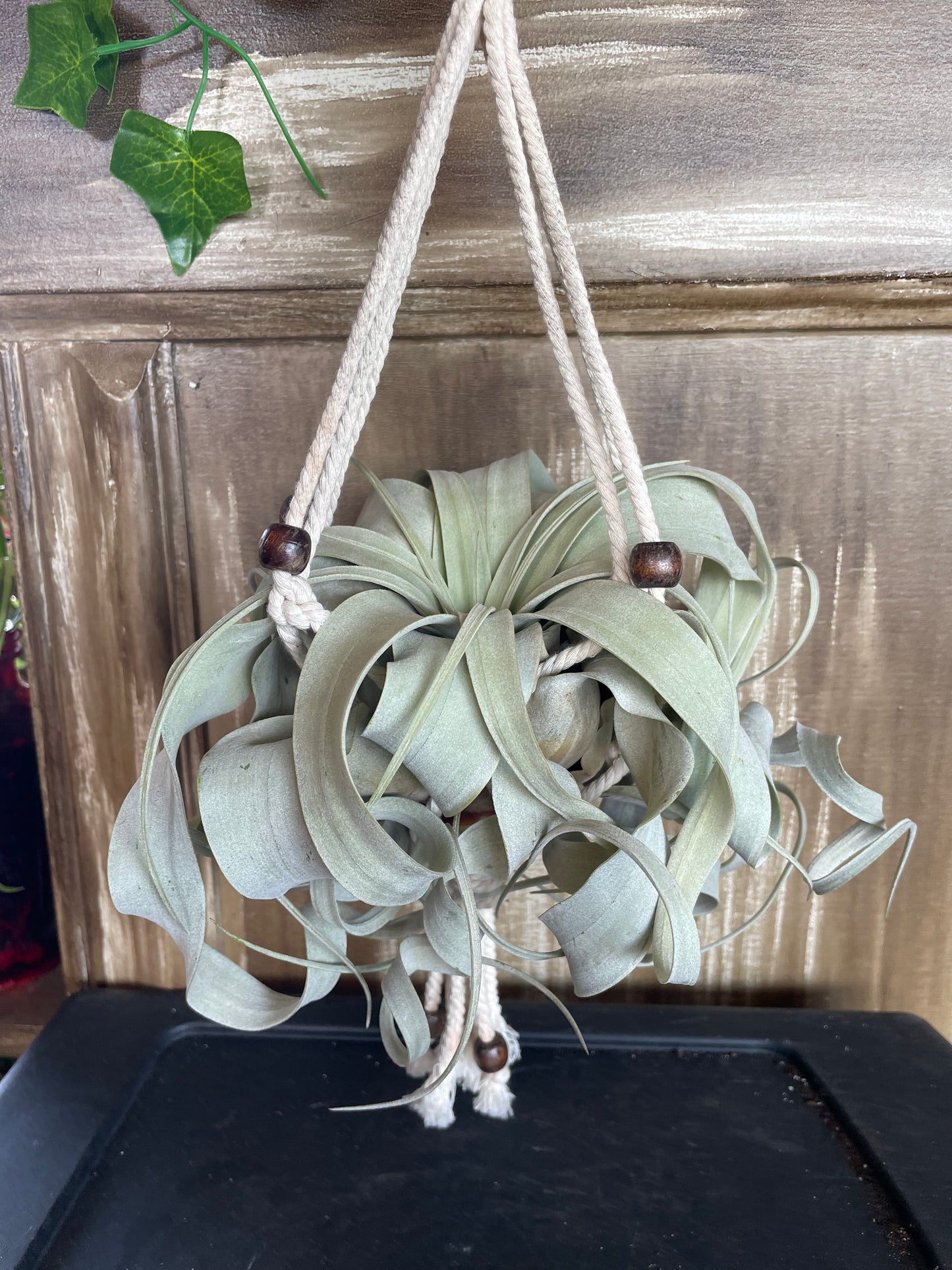 Xerographica