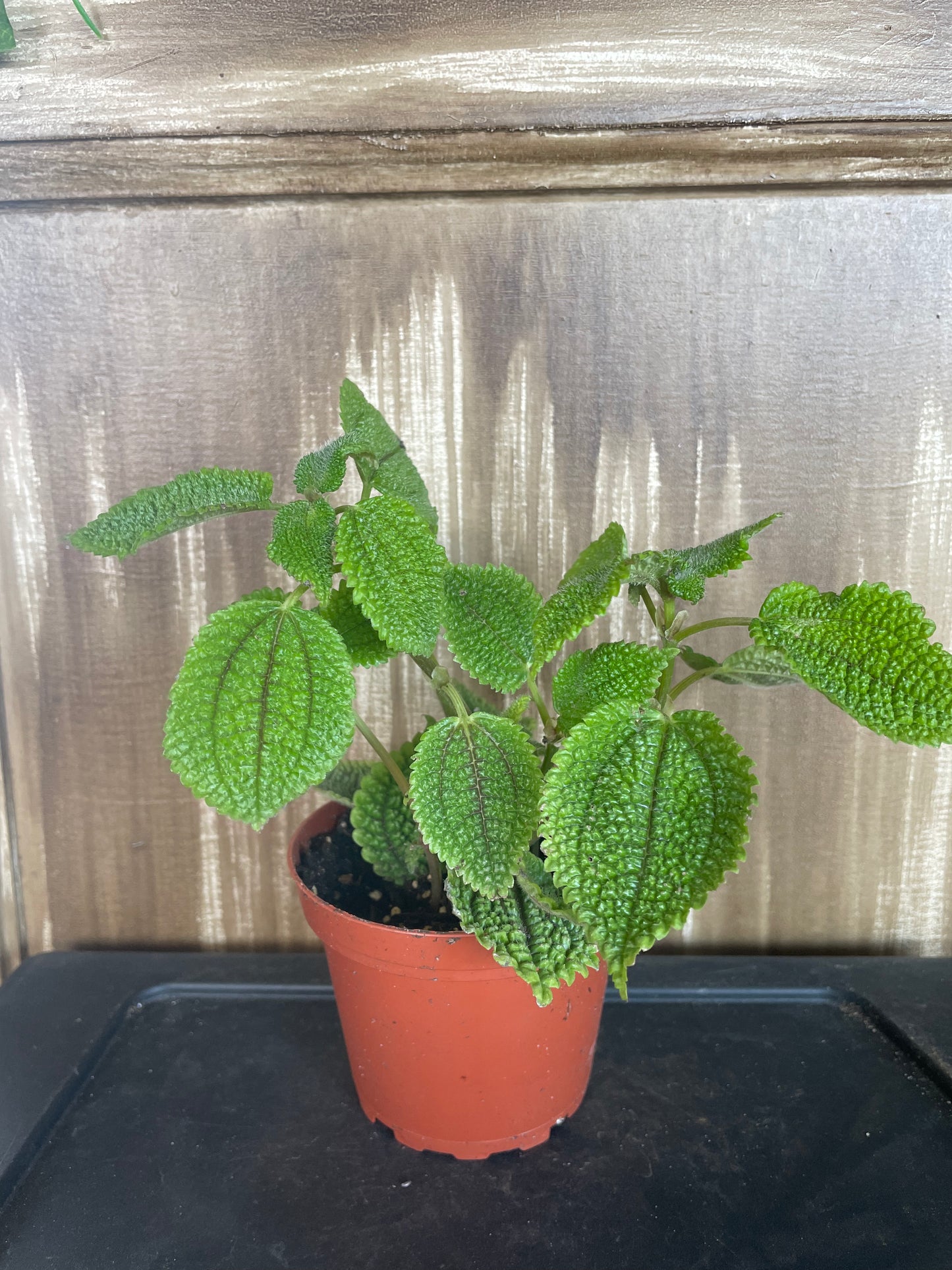 Pilea Mollis