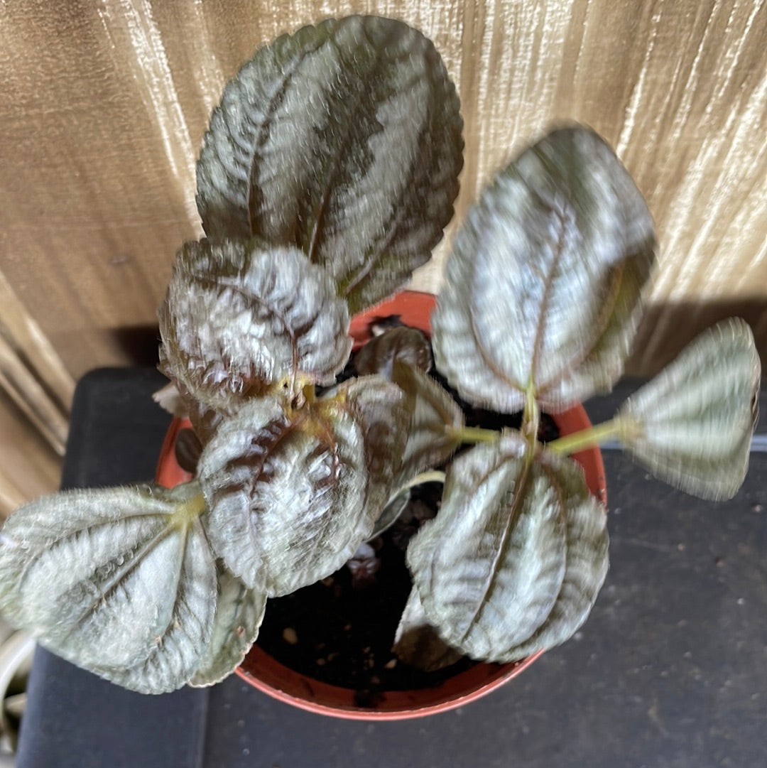Pilea ‘Norfolk’