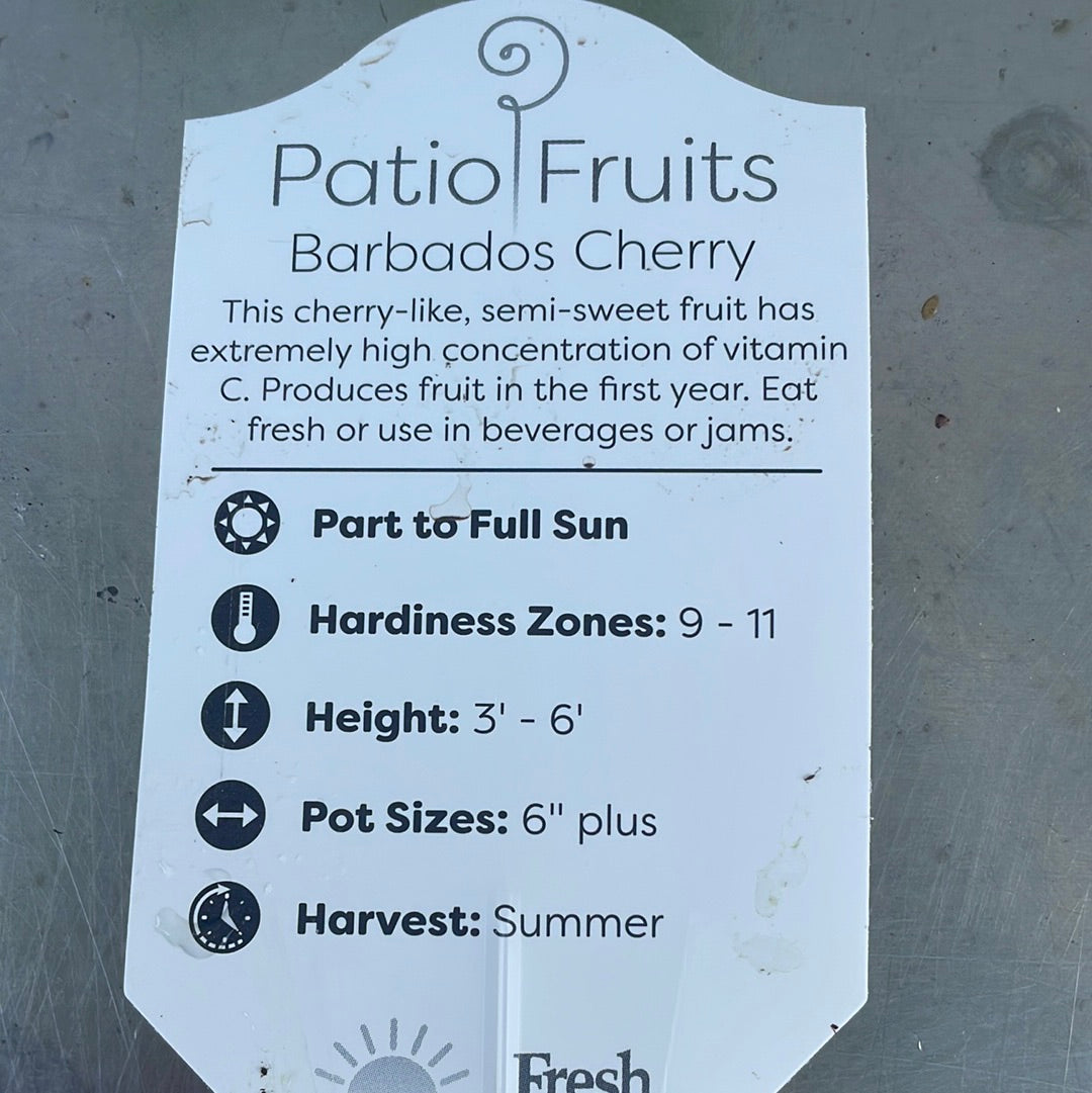 Patio fruits 2