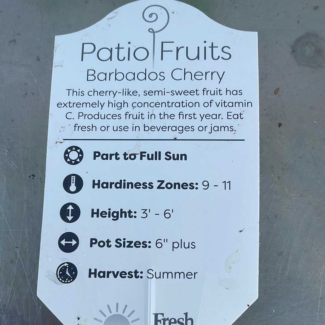 Patio fruits 2