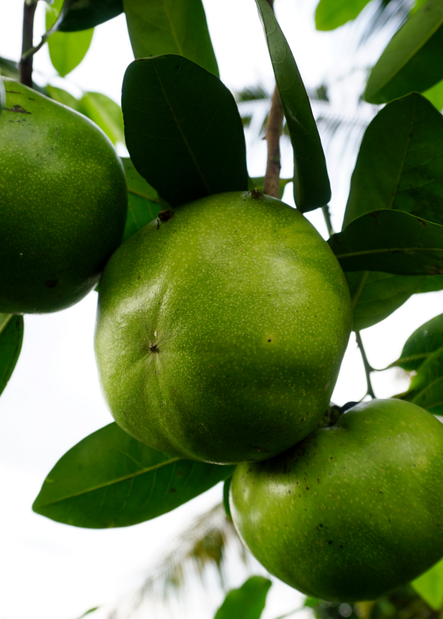 Black Sapote ‘Wilson’ (Diospyros nigra)