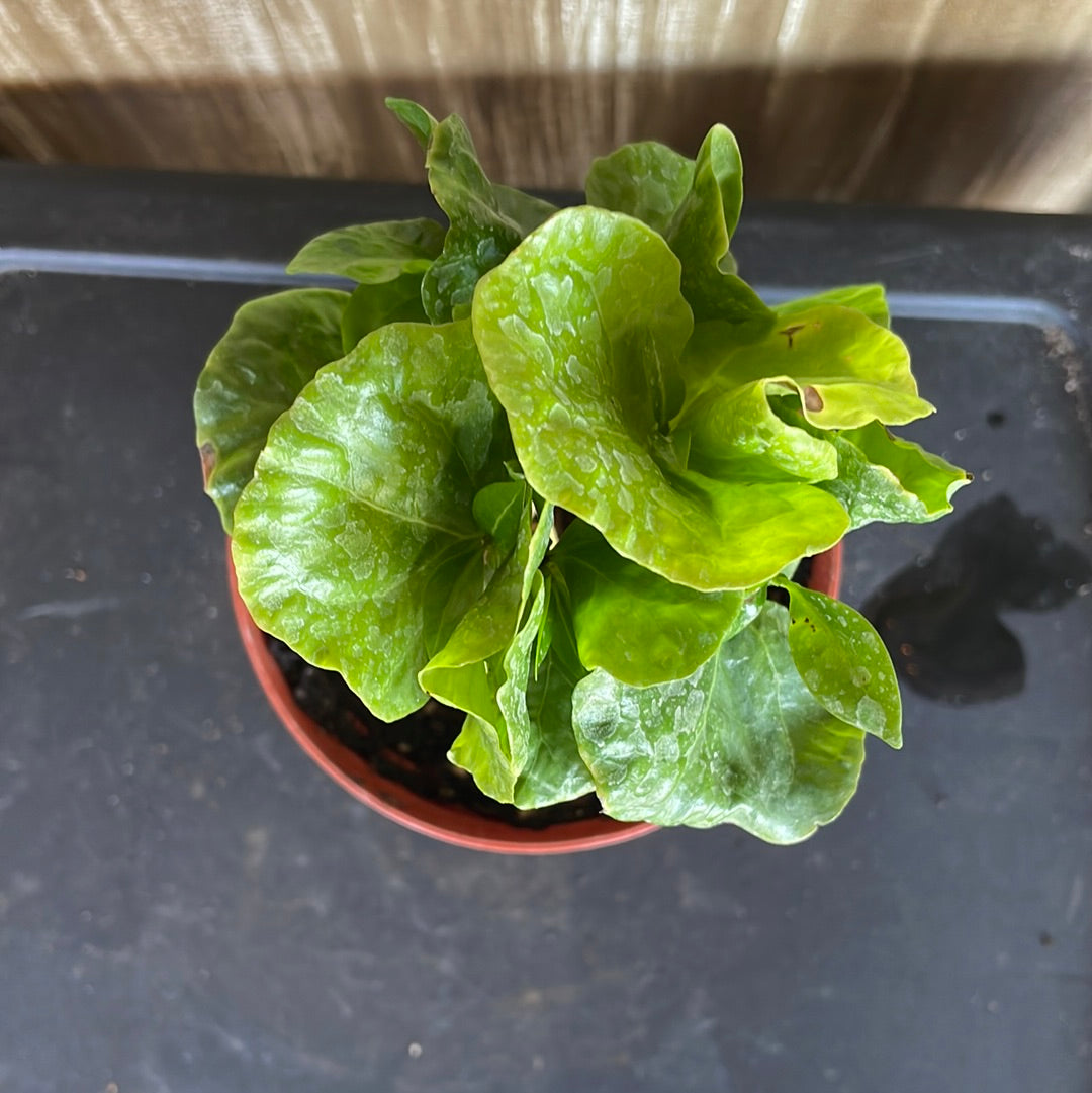 Coffea Arabica