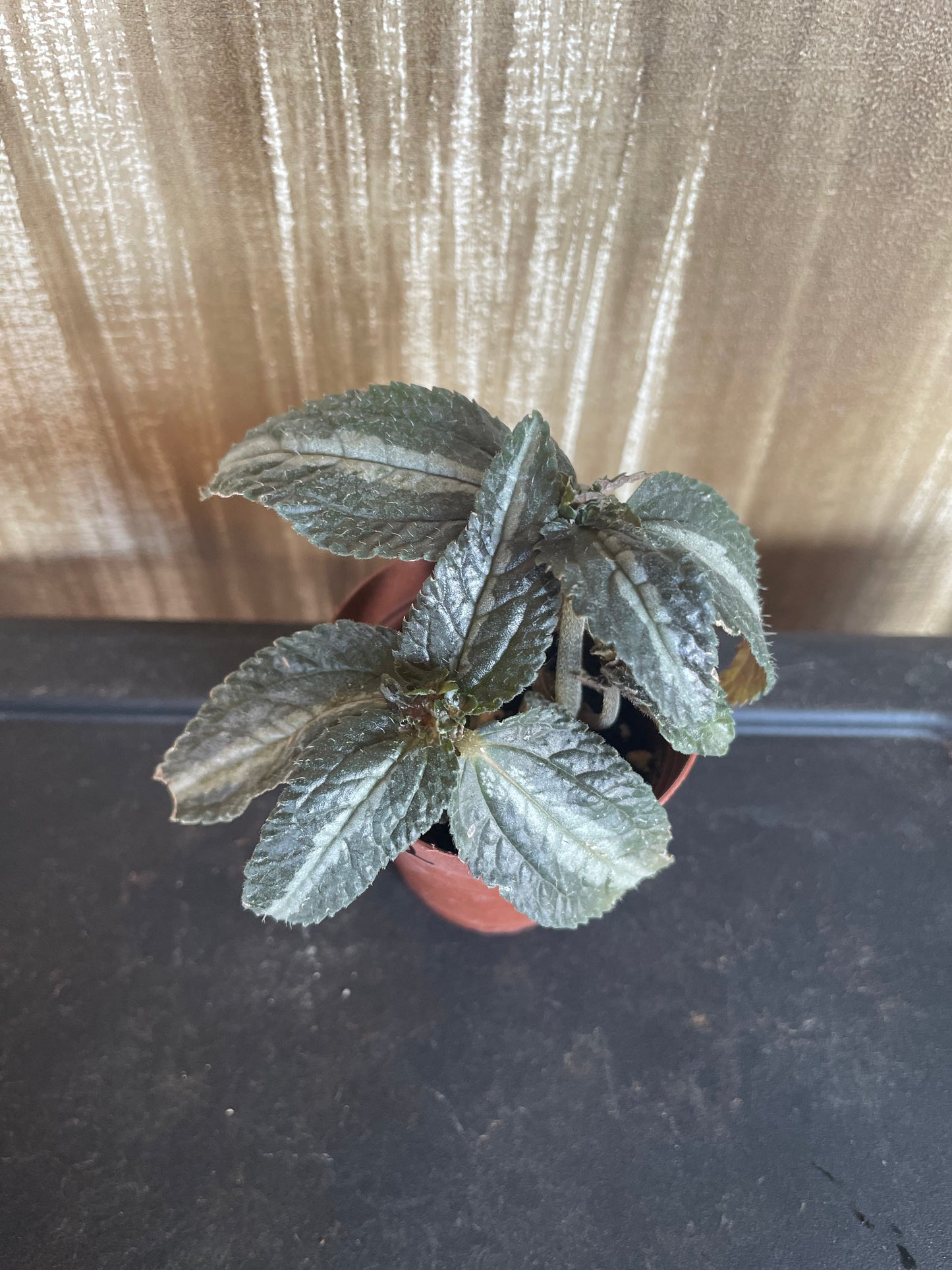 Silver Tree Pilea