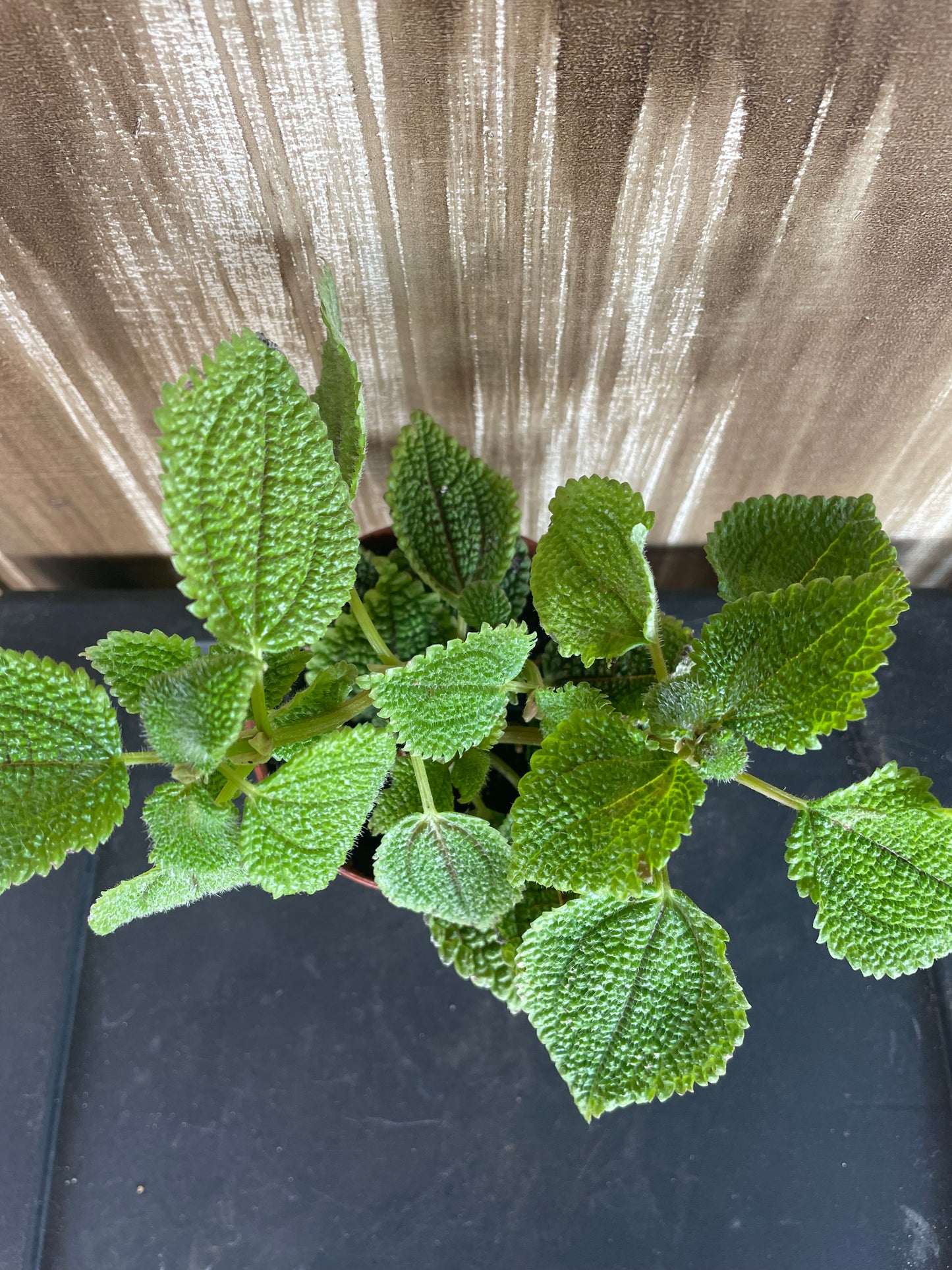 Pilea Mollis