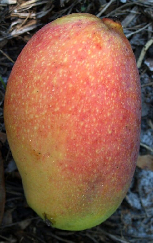 Juliette Mango Tree Grafted