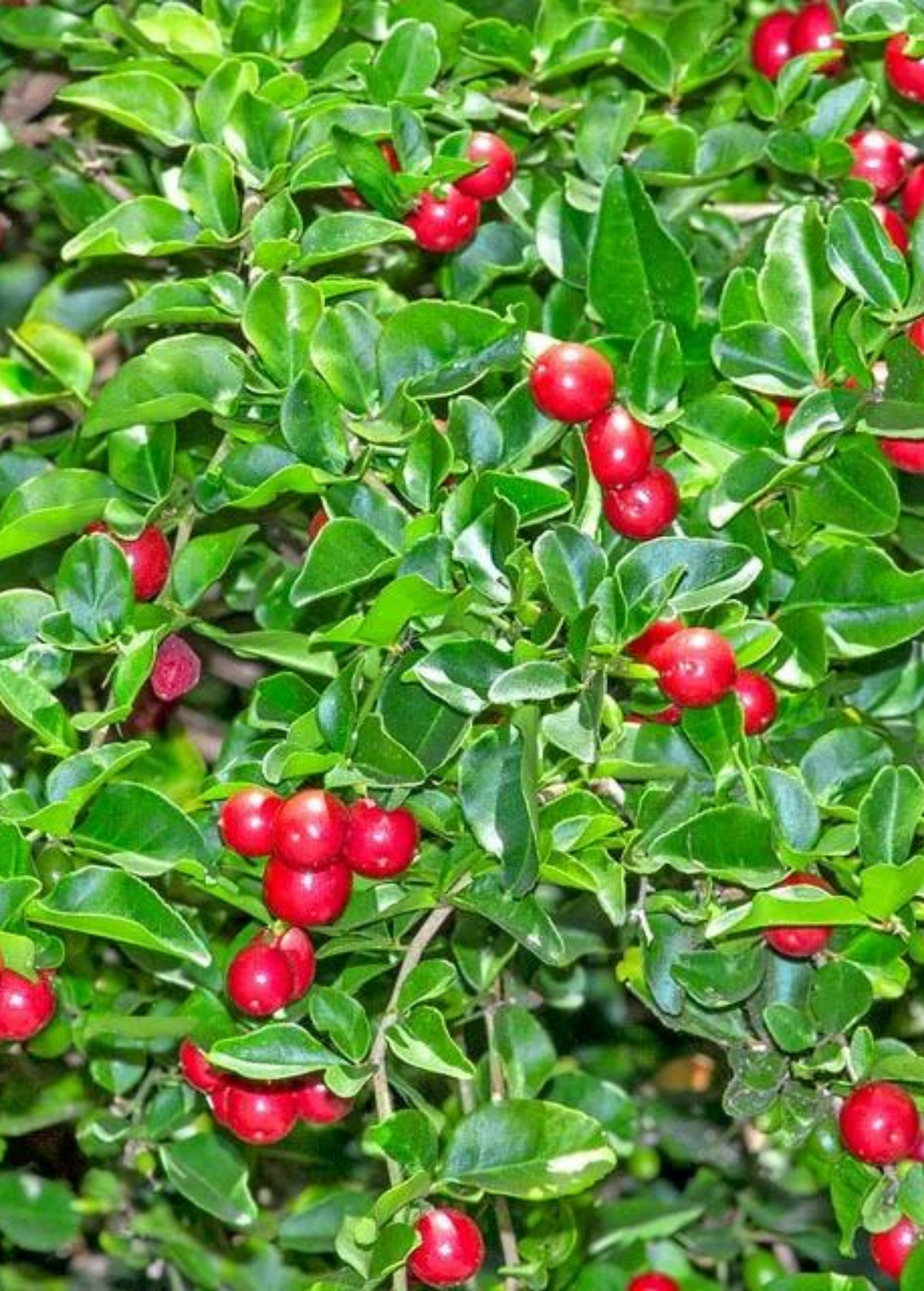 Limeberry (Triphasia trifolia)