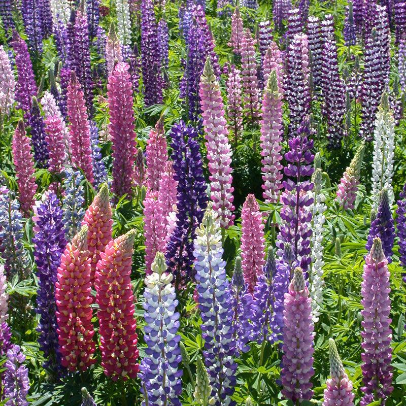 Russell Lupine Seed Pack