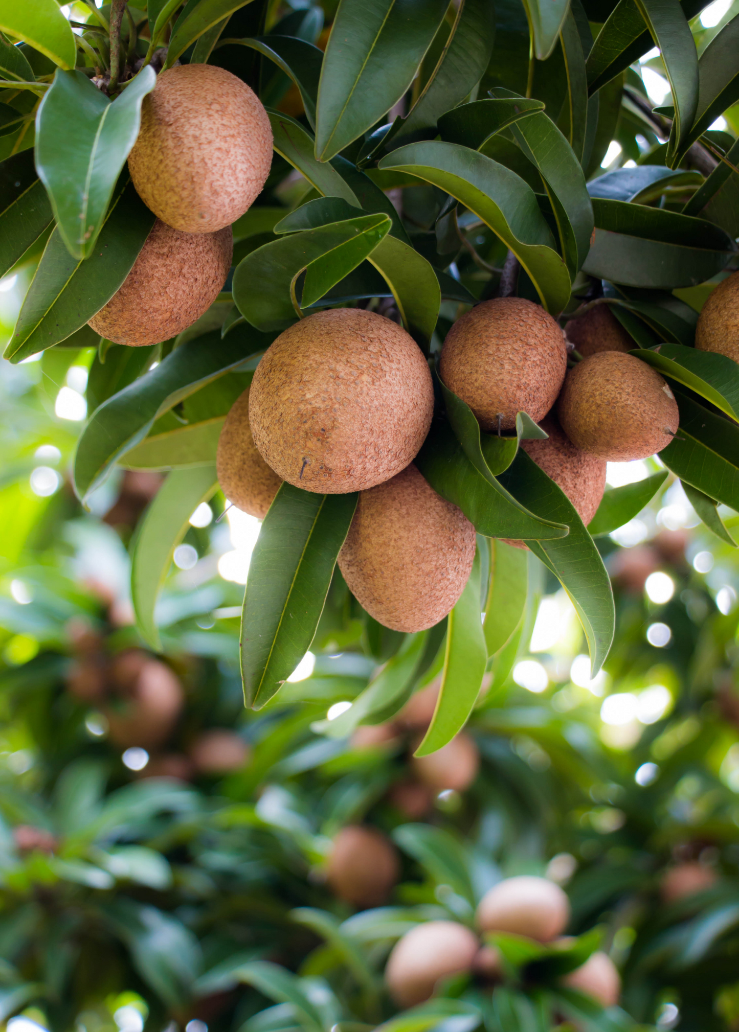 Sapodilla 'Makok' (Manilkara zapota)