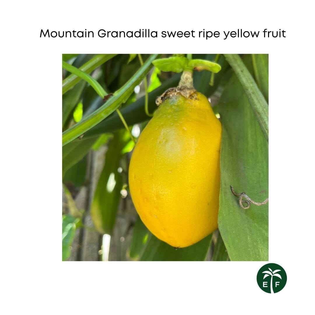 Mountain Sweet Granadilla Plant Exotic Passiflora ligularis from Guatemala Yellow Fruit (ripe)