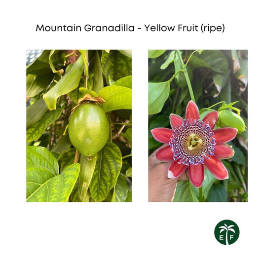 Mountain Sweet Granadilla Plant Exotic Passiflora ligularis from Guatemala Yellow Fruit (ripe)