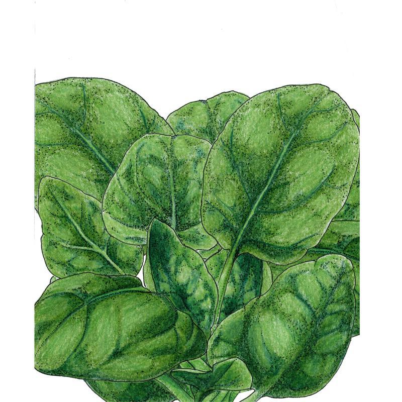 Verdil Spinach Seeds (Organic)