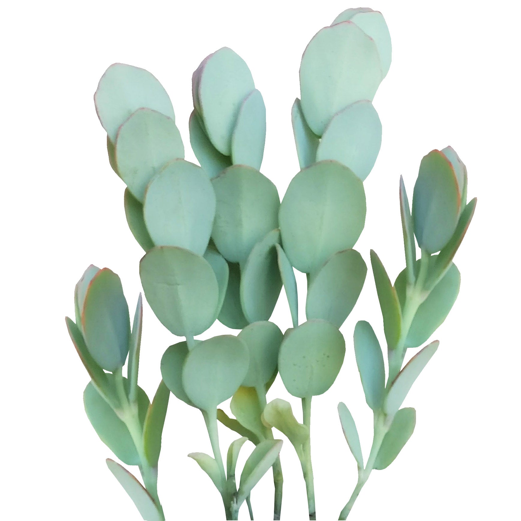 succulent with round flat leaves Kalanchoe Panamensis – Lovehopegrow