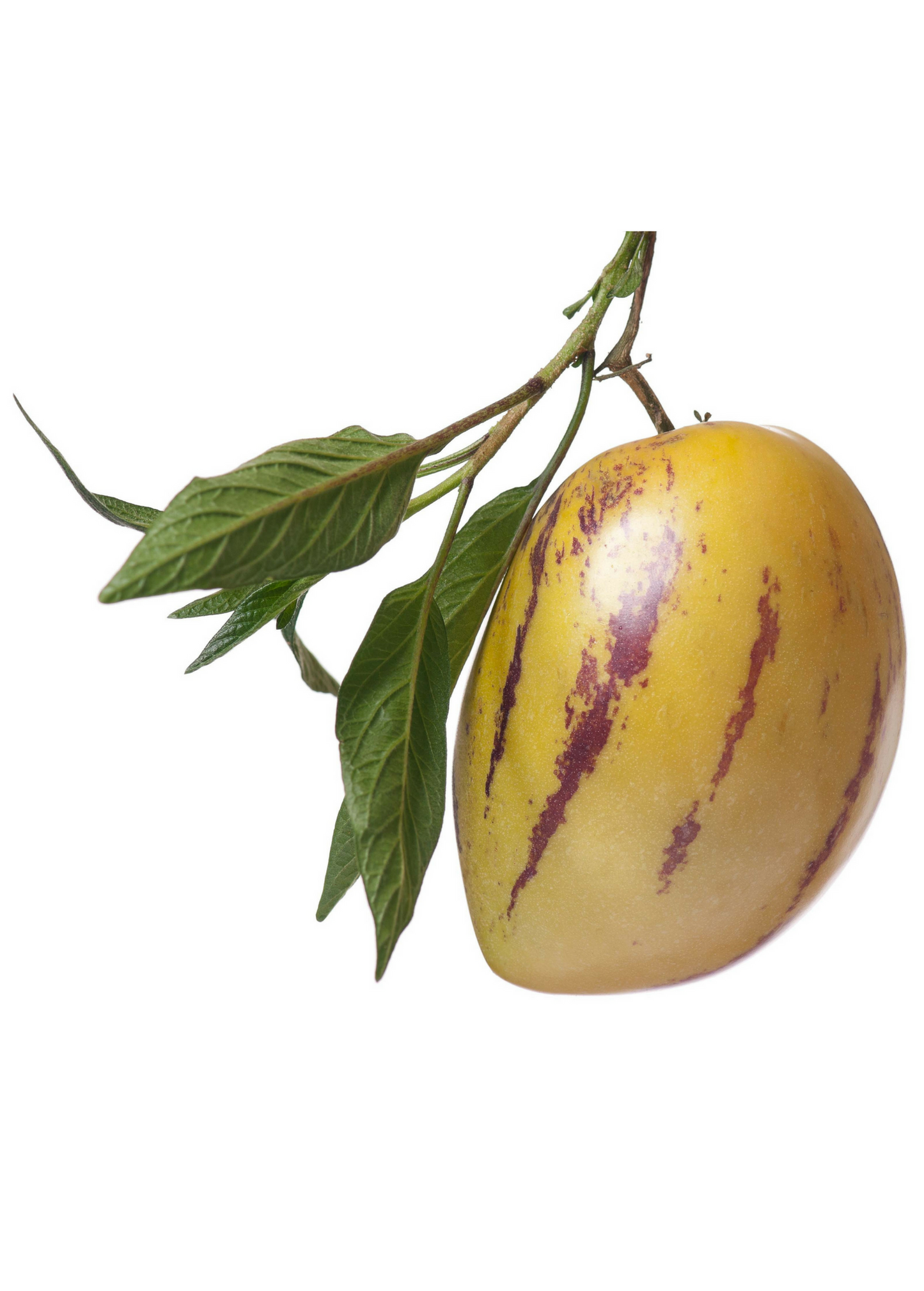 Pepino Dulce (Solanum muricatum)