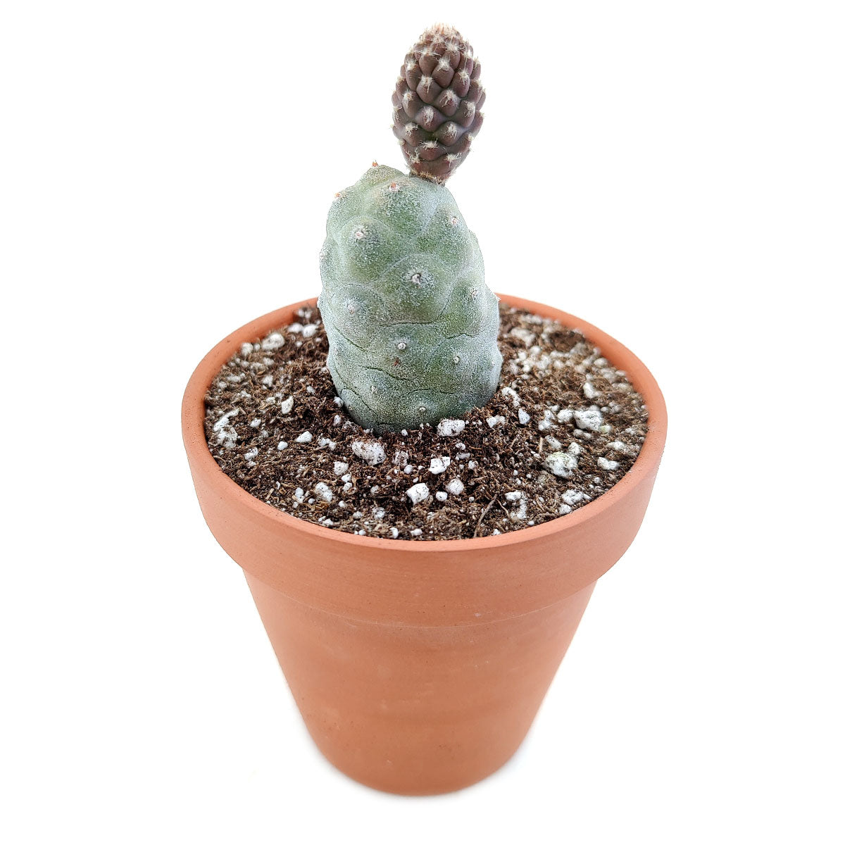 Pine Cone Cactus Tephrocactus