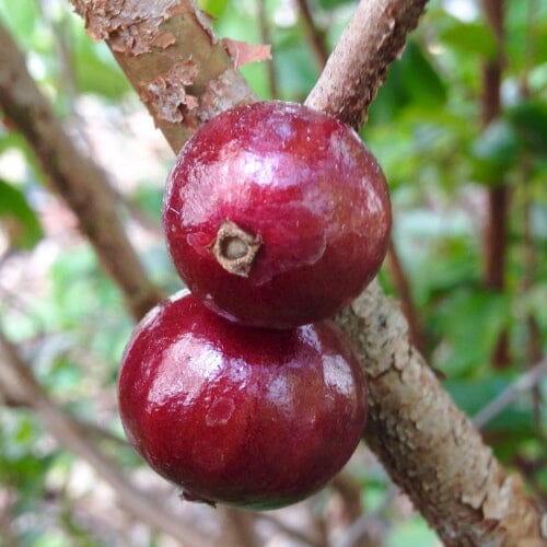 Red Dwarf Jaboticaba Tree, Hybrid