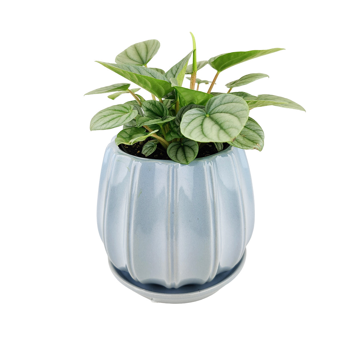 6 inch Blue Glazed Ceramic Contour Planter